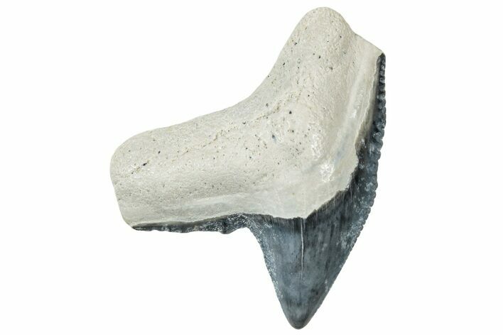 Fossil Tiger Shark (Galeocerdo) Tooth - Bone Valley, Florida #299620